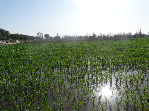 苞米地灌水