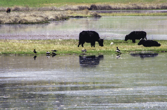 卡萨湖的牦牛与鸳鸯