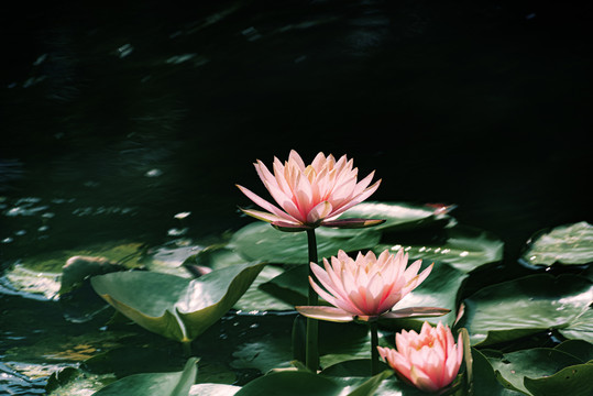一池水莲花