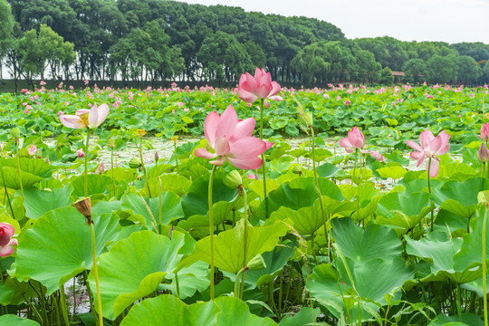 湖北洪湖荷花