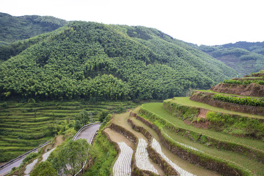 瑞安市林川梯田水稻