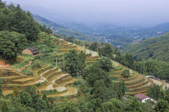 瑞安市林川稻田梯田