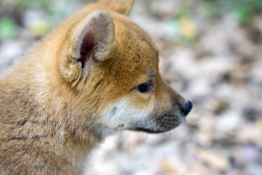 小柴犬头部特写