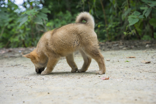 户外玩耍的小柴犬