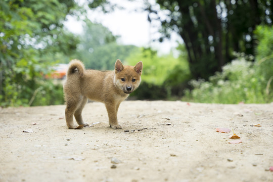 户外玩耍的小柴犬