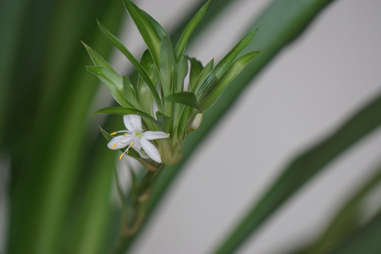 吊兰开花