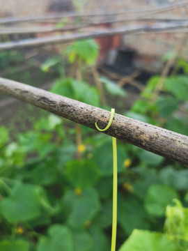 黄瓜藤卷须绿色生机环保植物