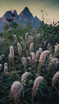 狼尾花太行山