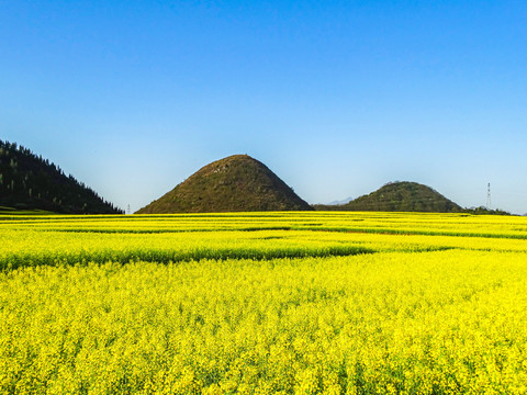 云南罗平油菜花