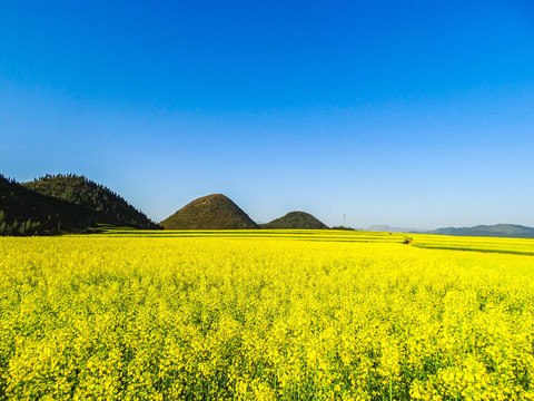 罗平油菜花