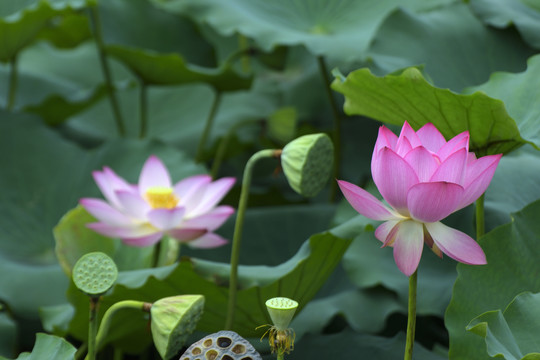 荷花