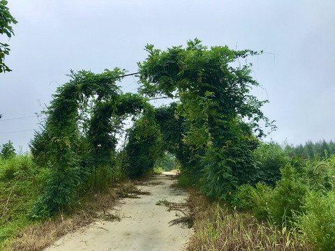 紫藤棚廊缀苍茫