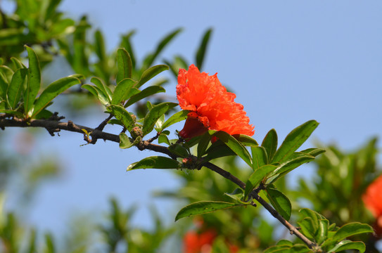 石榴花