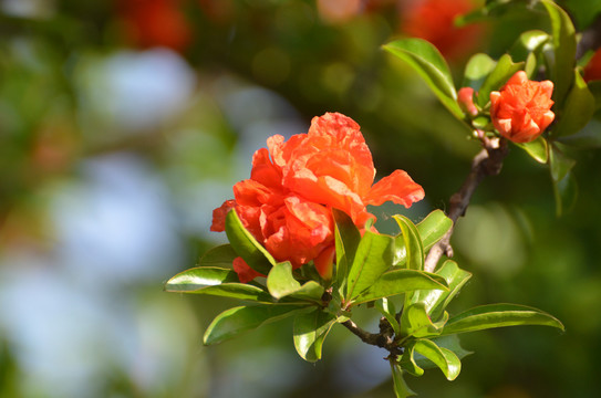 石榴花