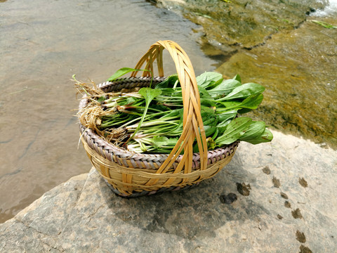 乡村野菜乡村生活菜篮子