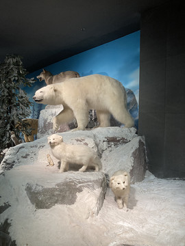 北极动物标本