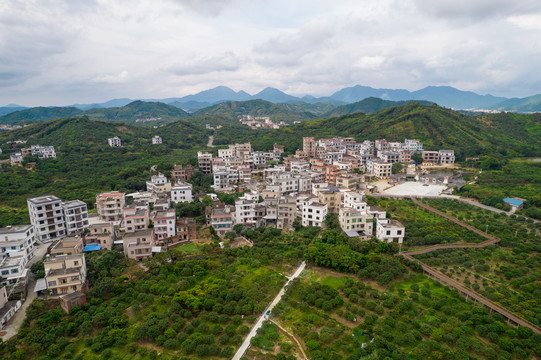 高州根子大塘村贡园荔枝种植