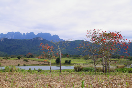 霸王岭风光