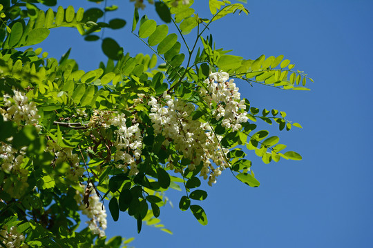 白槐花