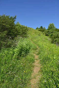 山间小路