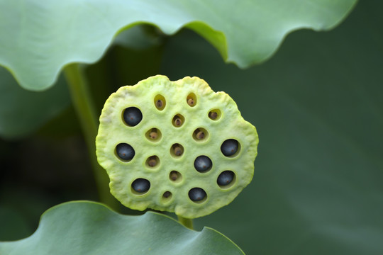 莲子
