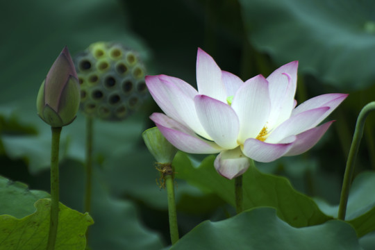 荷花