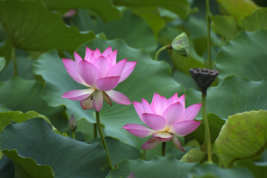 荷花