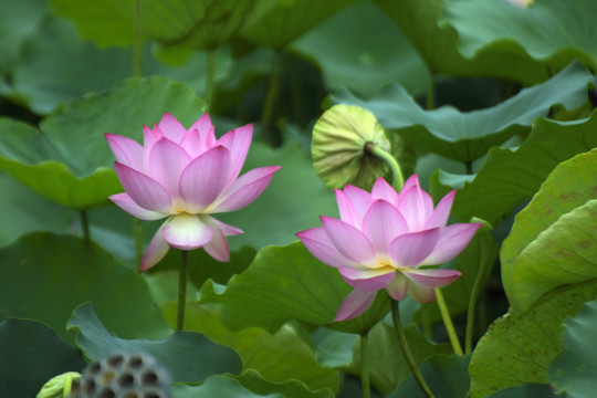 荷花
