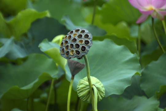 荷花