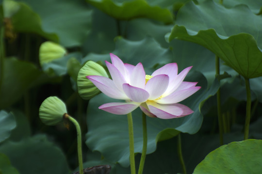 荷花