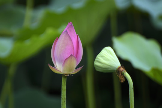 荷花
