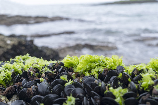 礁石上绿色的海菜贝壳