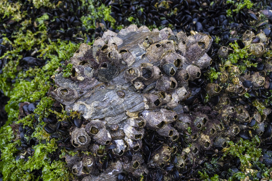 海边礁石上成片的藤壶