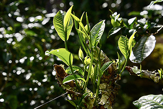 茶树