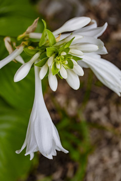 玉簪花