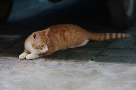 姜黄色猫侧卧