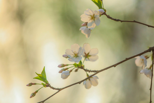 白色樱花