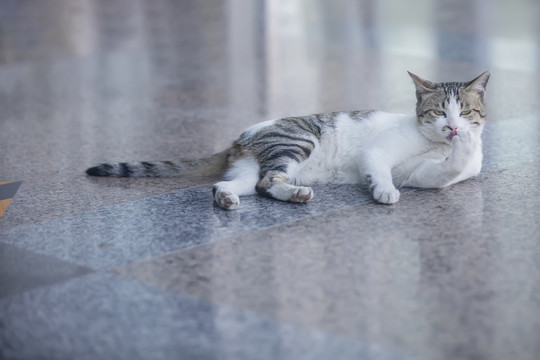 狸花猫呆萌表情