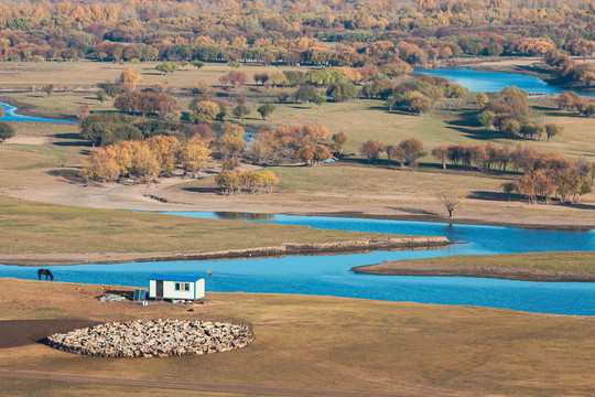 湿地秋季牧场羊群