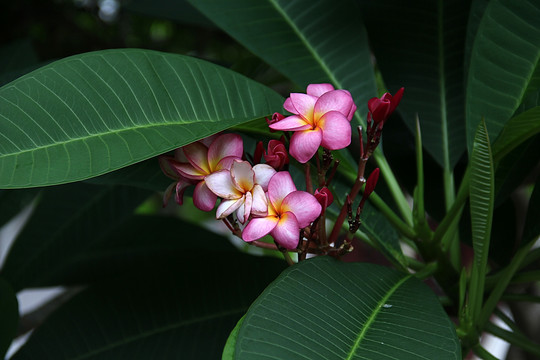 鸡蛋花