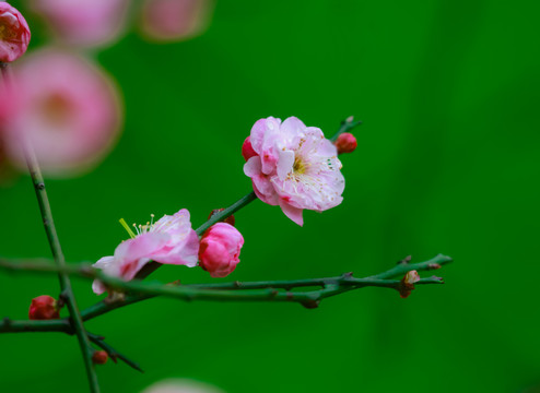 红梅花开