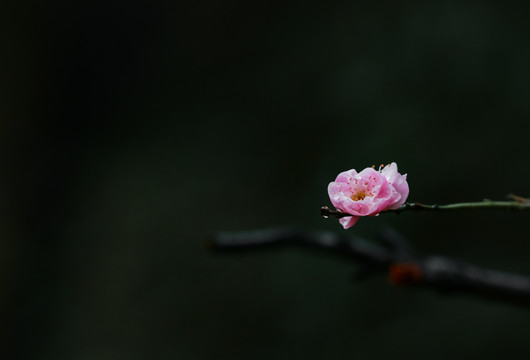 红梅花开