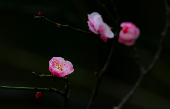 红梅花开