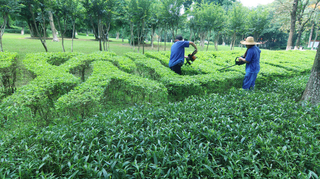 绿植维护工人作业