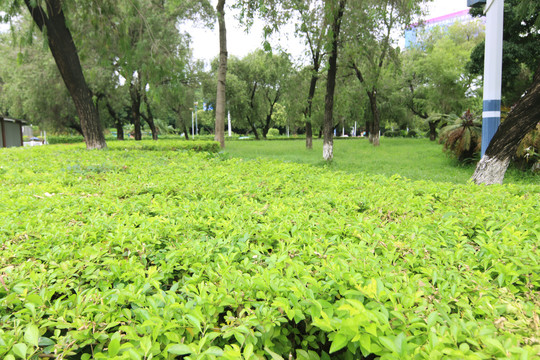 街道小公园绿化风景