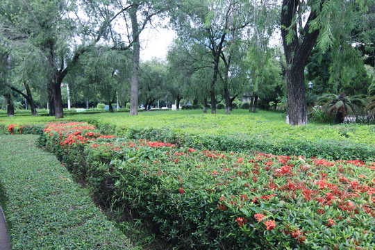 街道小公园绿化风景