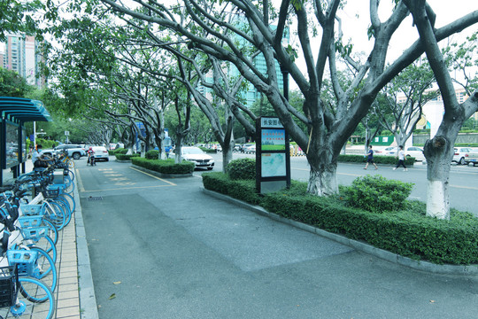 街道榕树风景