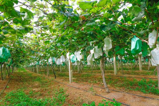 阳光玫瑰青提种植基地