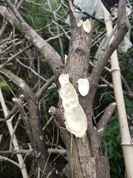 枯树上的菌子
