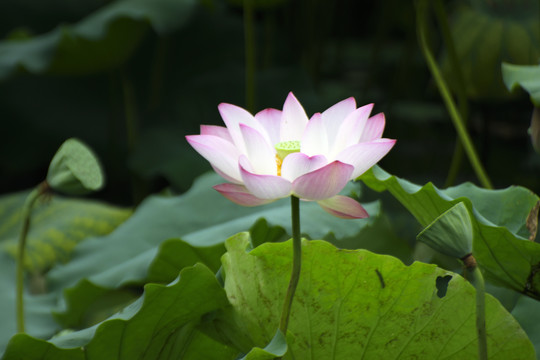 荷花